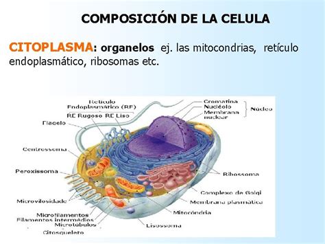 Qu Es El Citoplasma Funciones Estructura Y Caractersticas