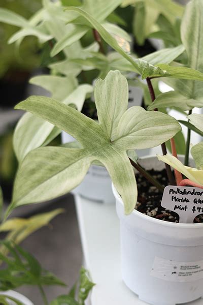 Philodendron Florida Ghost Mint