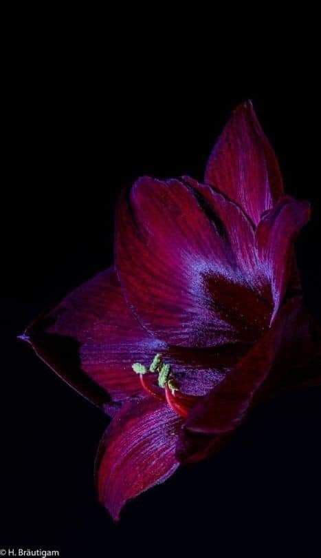 Pin By Natasa Perun On Flowers And Plants Red Amaryllis Dark Flowers