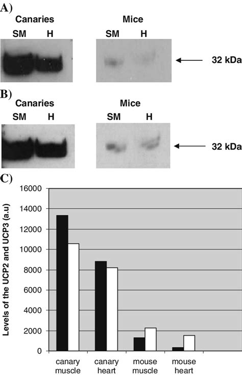 UCP2 A And UCP3 B Immunoreactivity In Mitochondria Isolated From