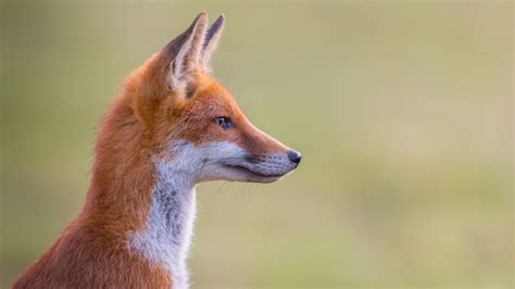 109 Best Images About Fox Head Profile On Pinterest Peter Otoole