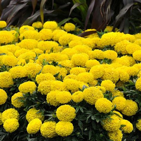 Marigold F1 African Suttind Seeds