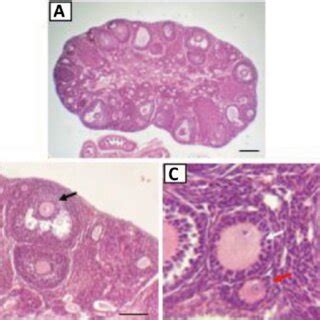 Preparations Of Mice Ovaries With ZP2 Marker Immunohistochemical CPI