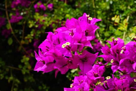 How To Grow Bougainvillea From Cuttings A Detailed Guide To Planting