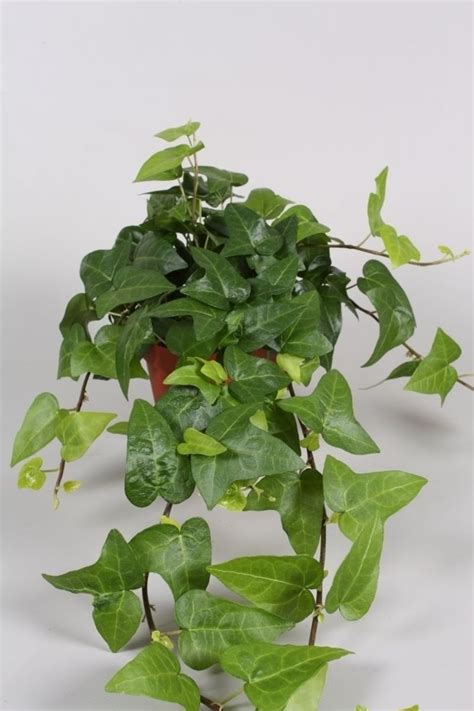 Hedera Helix Mein Herz Plant Wholesale Floraccess