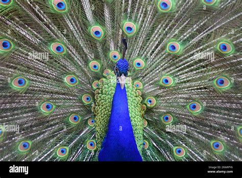 Peacock Dancing In Romantic Mood Peacock Dance During Mating Season