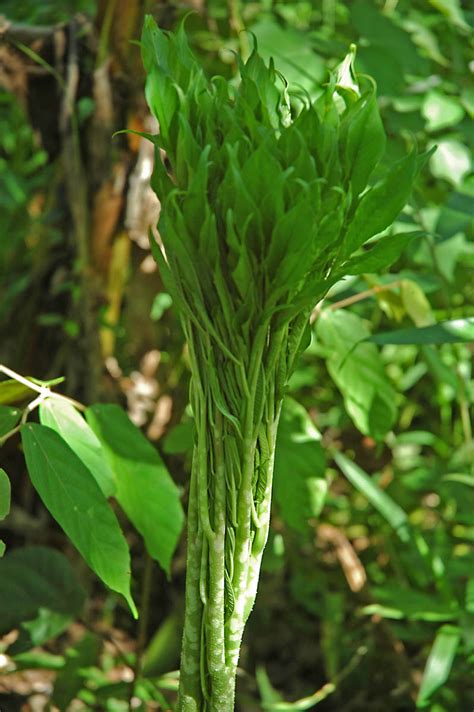 Amorphophallus paeoniifolius (Araceae) image 33098 at PhytoImages.siu.edu