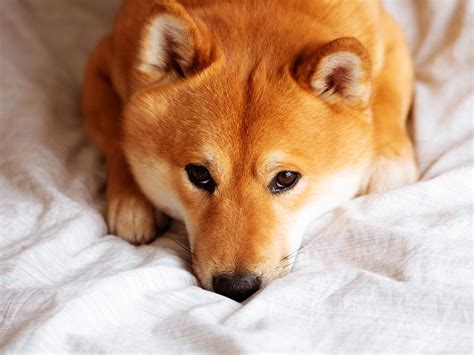 Shiba Inu Token Falls 10 Amid Shibarium Code Drama