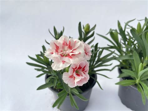 Goździk ogrodowy wieloletni Dianthus caryophyllus RED STAR biało