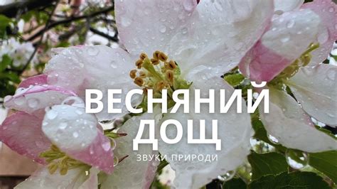 Весняний дощ в саду. Звуки природи. Звуки дощу. Заспокоєння та ...