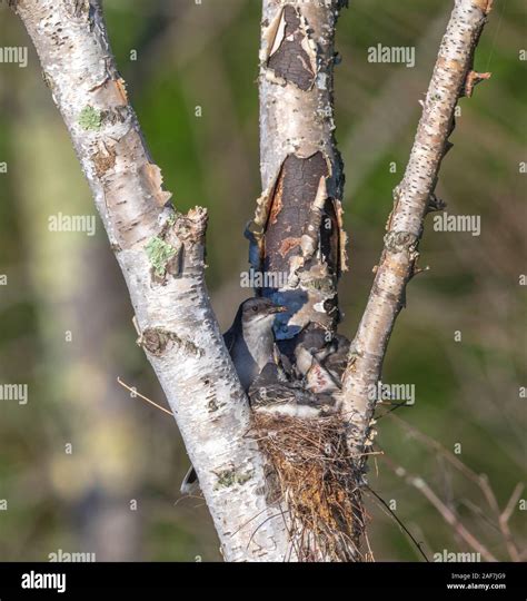 Eastern Kingbird Parent And Nestlings Stock Photo Alamy