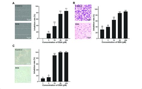 Ssa Significantly Suppressed Huvec Migration And Tube Formation A