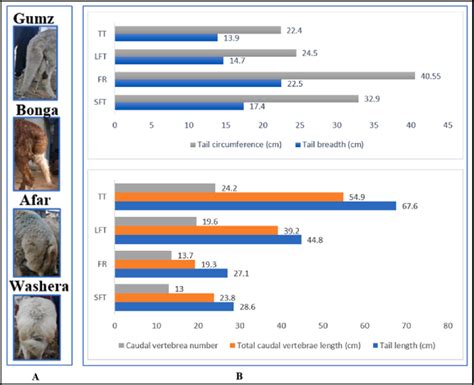 Morphological and osteological tail traits of the four sheep tail... | Download Scientific Diagram