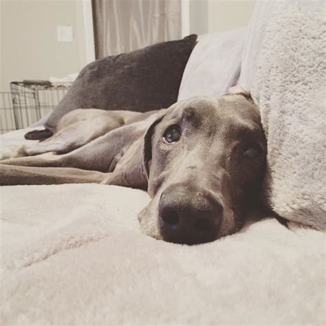 Miss My Handsome Boi Tucker 😢 Weimaraner