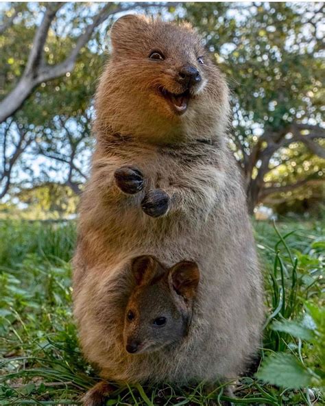 If These Quokkas Dont Bring A Smile To Your Face Nothing Will 🙃🙂