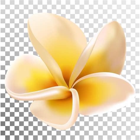 Plumeria Ou Fleur De Frangipanier Illustration Vectorielle Fond De