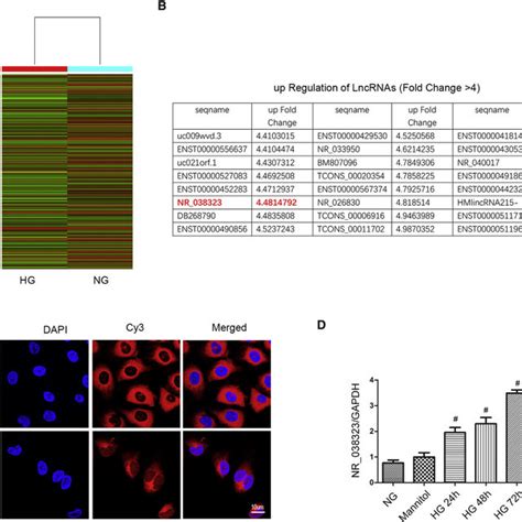 Hg Induced The Expression Of Lncrna Nr Hk Cells Were Treated