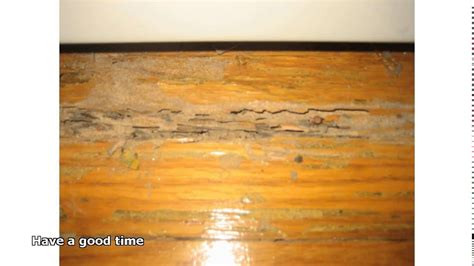 Best Method To Clean Old Hardwood Floors Floor Roma