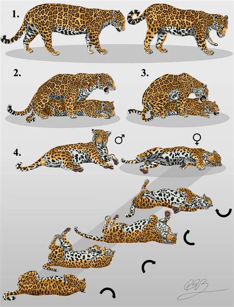 Schematic Diagram Of Copulatory Behavior Of The Jaguar Panthera Onca