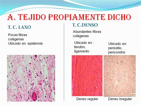 Biologìa tejido conectivo