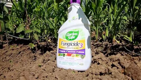 7 Best Fungicide For Peonies 2023 Protect Your Plants