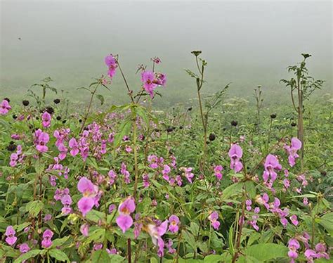 Valley of Flowers trek