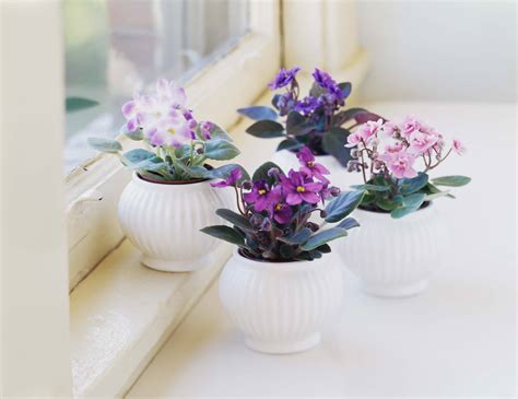 8 Easy Care Flowering Houseplants
