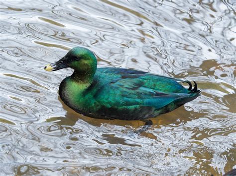 Of The Most Colorful Ducks In The World Color Meanings