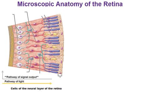 Microscopic anatomy of the retina Diagram | Quizlet