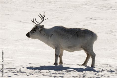 Renne Du Spitzberg Renne De Svalbard Rangifer Tarandus Platyrhynchus