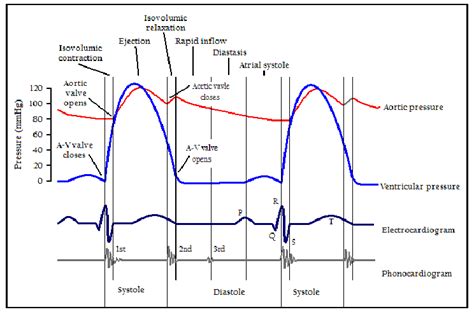 Cardiac Cycle For An Electrocardiogram Dark Blue Line Aorta Pressure