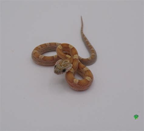 Tessera Snow Corn Snake Baby Strictly Reptiles Inc