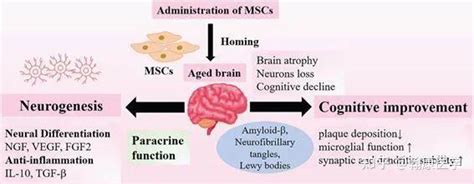 研究进展 间充质干细胞疗法改善衰老虚弱 知乎