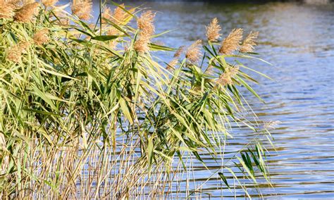 Phragmites Continue To Harm Ecosystems Throughout Wisconsin Seehafer News