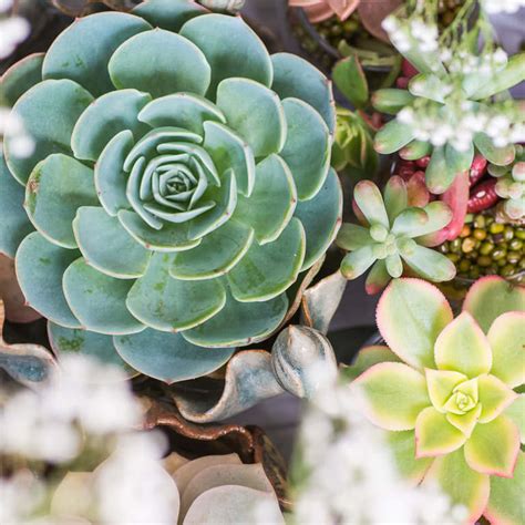 Sukkulenten Arten Im Berblick