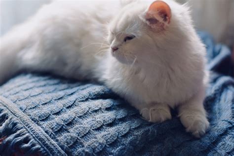 5 Average Cats That Forever Changed The Course Of History Dogtv