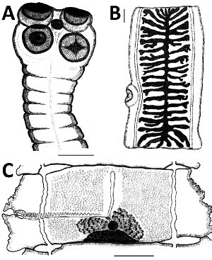 Taenia Saginata Introduction Classification History Habitat