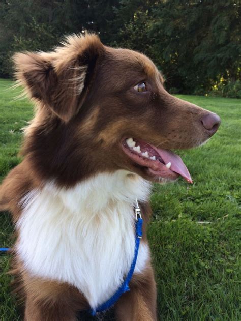 My red tri Aussie! | Australian shepherd, Puppies, Dogs