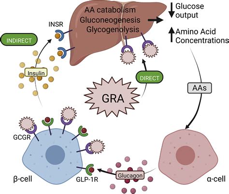 The Past Present And Future Physiology And Pharmacology Of Glucagon