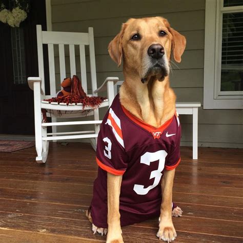 Hokie Lane🐾 On Instagram Its Game Daylets Go Hokies🏈