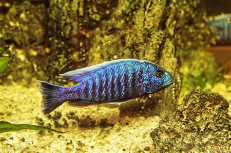 Was Tun Gegen Schnecken Im Aquarium Effektive Methoden