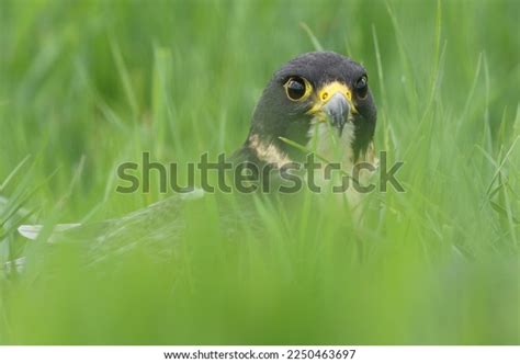 123 Peregrine Falcon Stoop Images, Stock Photos & Vectors | Shutterstock