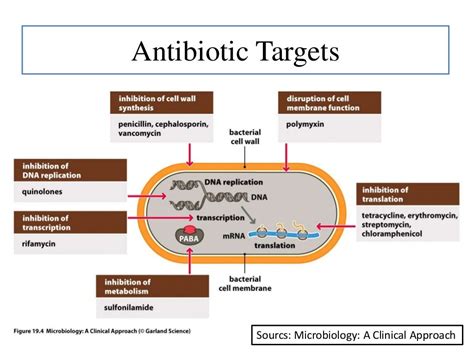 Beta Lactam Antibiotics