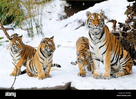 Siberian tiger cubs in snow hi-res stock photography and images - Alamy