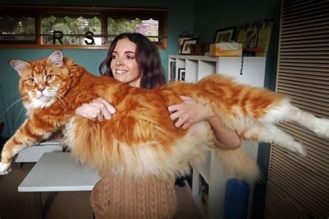 Ce Chat Le Plus Grand Et Le Plus Gros Du Monde