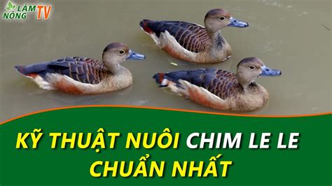 Cách Nuôi Chim Le Le Sinh Sản Và Thương Phẩm Chuẩn Nhất Những Bí