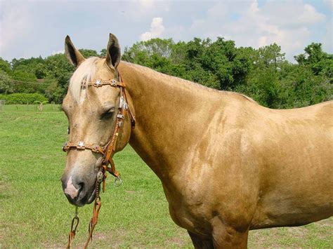 Download Palomino Horses Field Animal Photography Picture