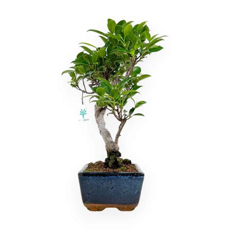 Ficus Retusa Cm