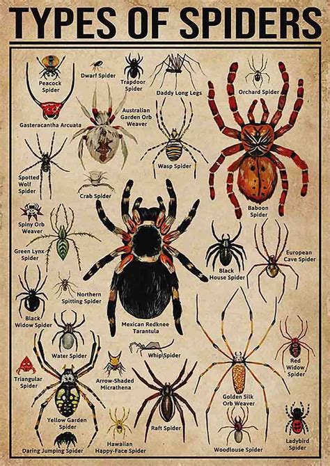 Different Types Of Spiders