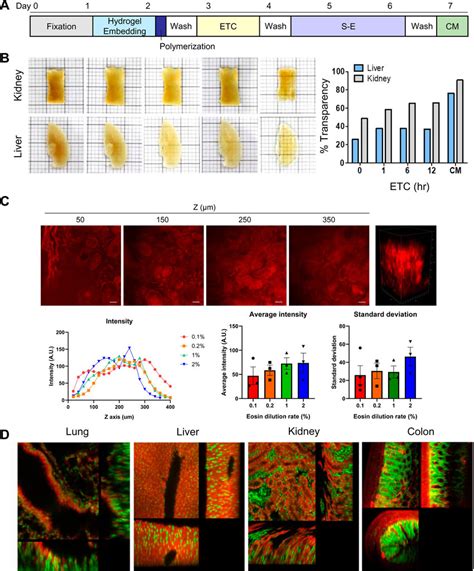 Syto 16 Eosin Staining For 3d Tissue Imaging A Experimental Scheme Download Scientific